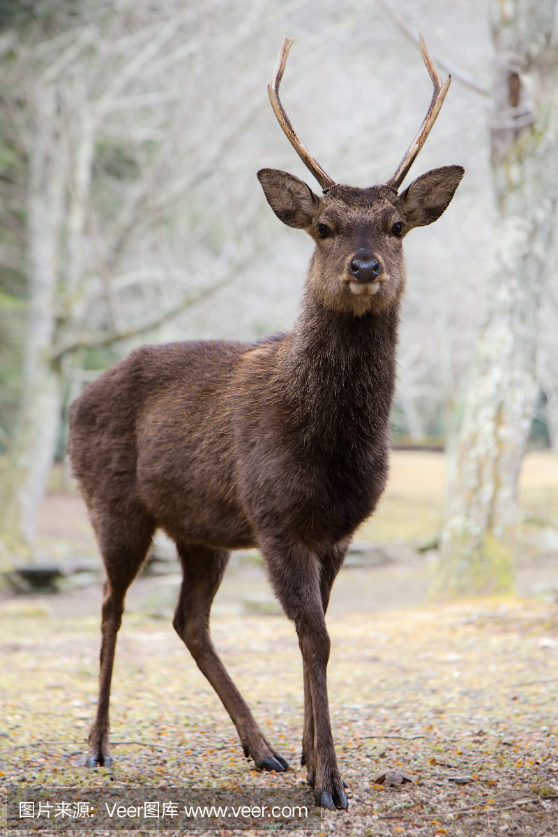 梅花鹿,中国梅花鹿,日本梅花鹿,垂直画幅