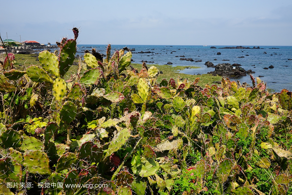 仙人掌在济州岛
