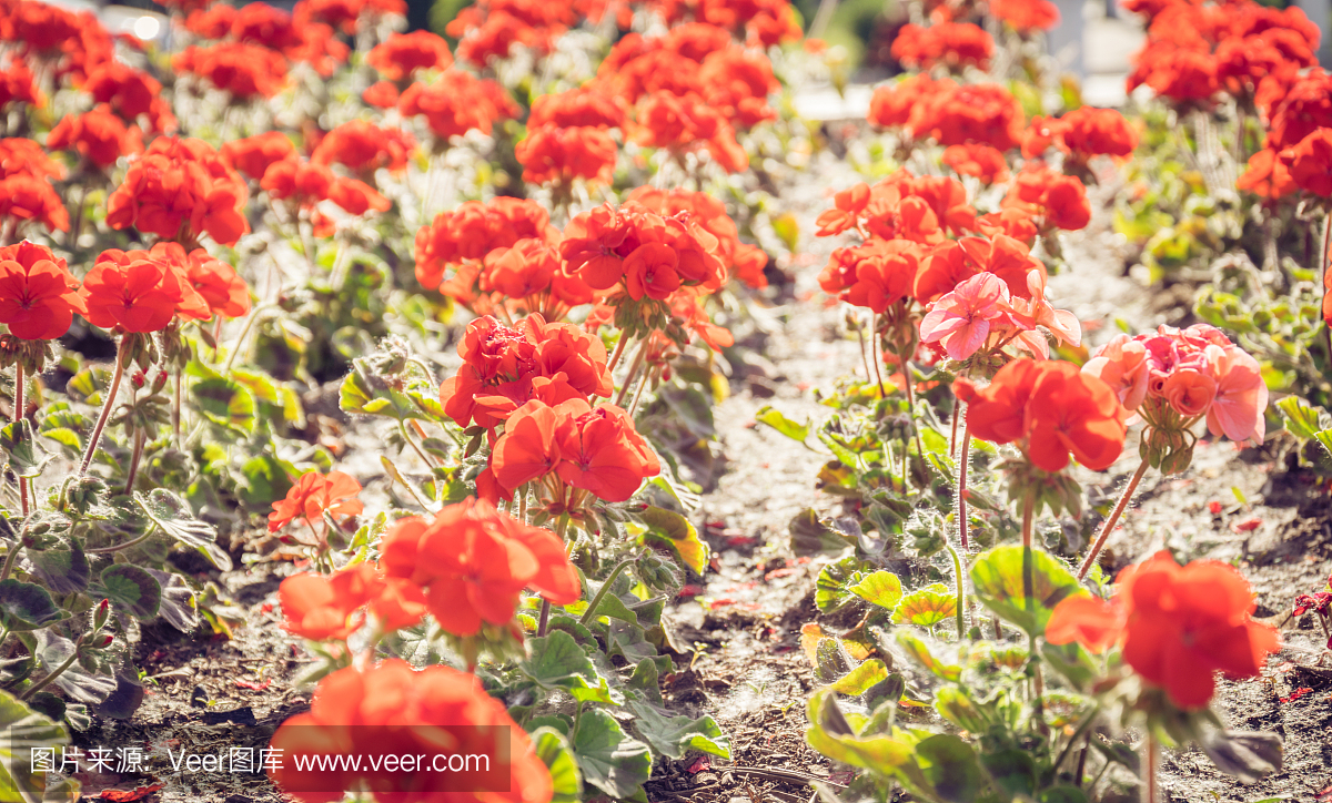 红色天竺葵在一个阳光明媚的夏日花园