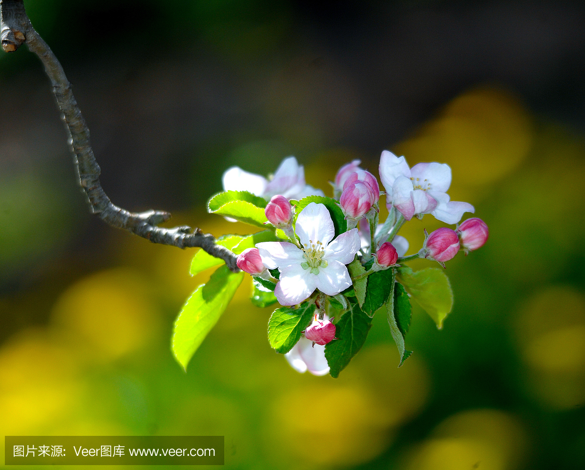 开花的苹果树在果园,春天的发音