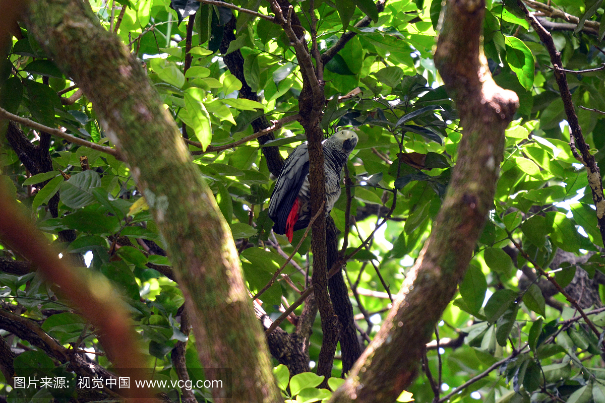 野生动物,非洲灰鹦鹉,一只动物,自然美
