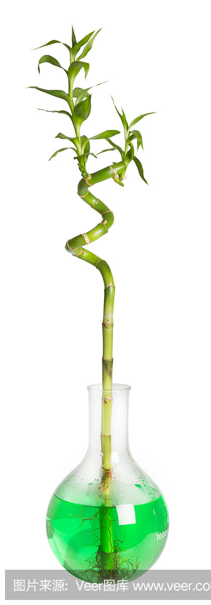 竹子生长在烧瓶中分离
