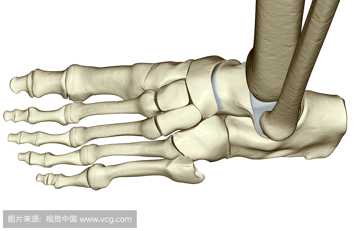 上肢骨+下肢骨高清解剖图谱！临床必备！快收藏！|临床|关节|体表|骨折|-健康界