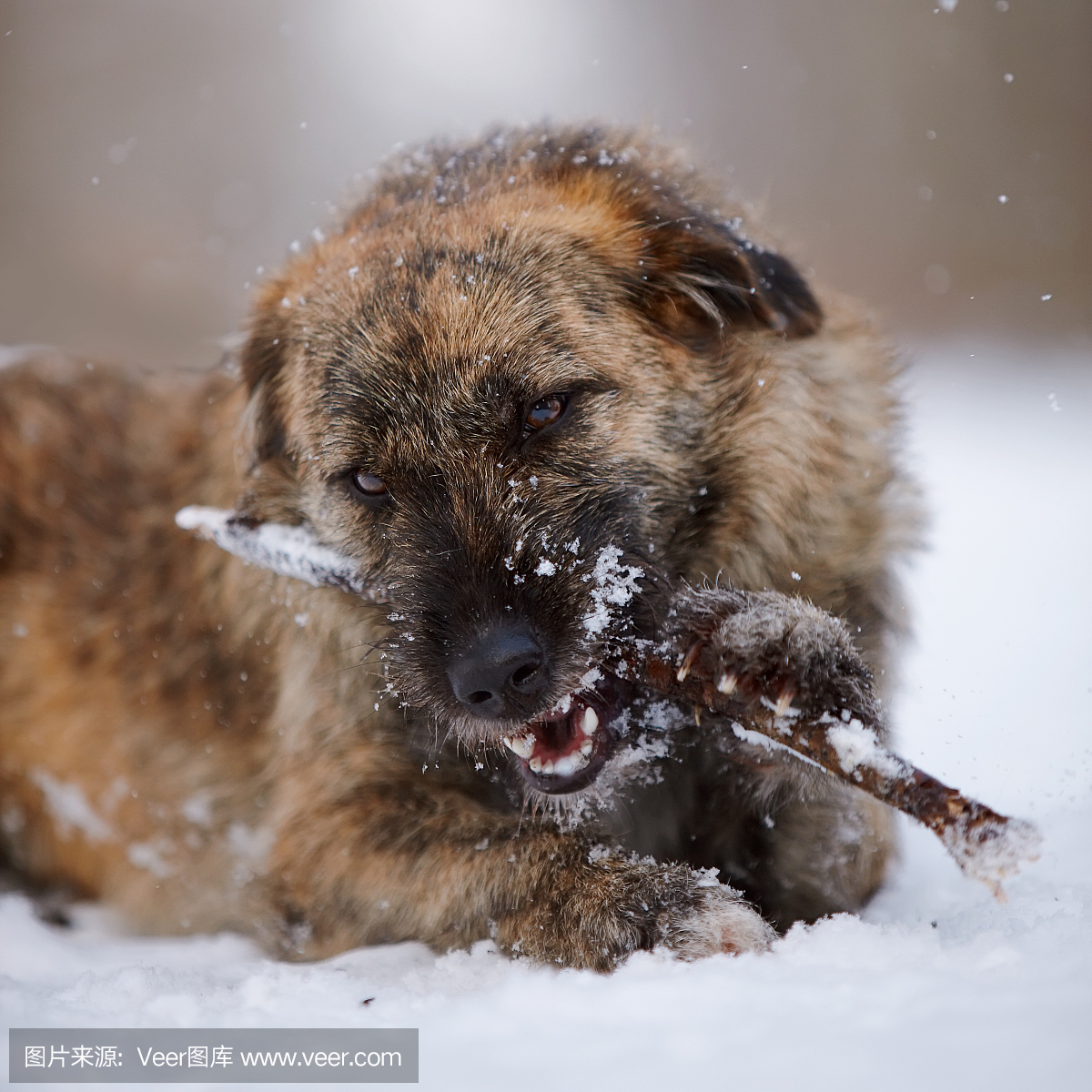 贵宾犬,贵宾狗,一种智力很高的狮子狗,狮子狗