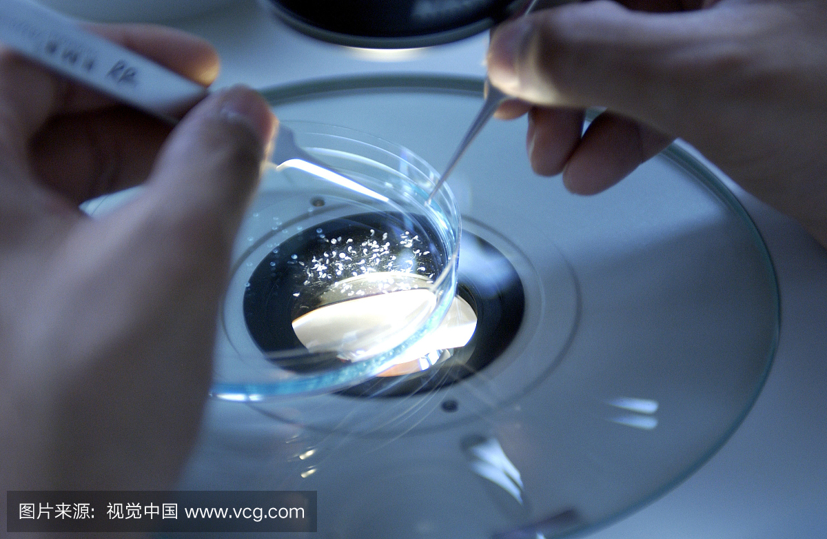 科学家使用镊子从斑马鱼胚胎中提取绒毛膜。完