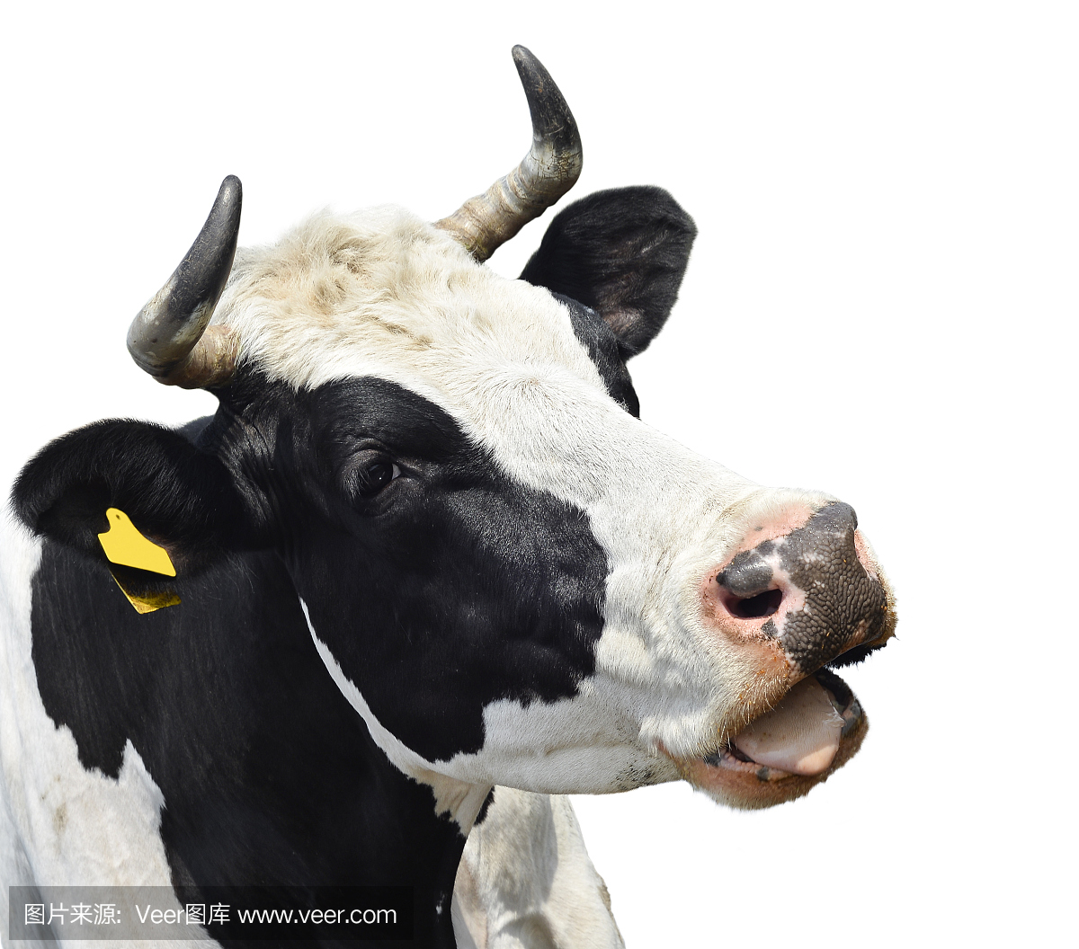 家牛,家养牛,母牛,大型母兽