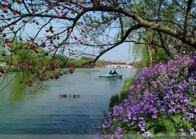 壁纸 花 桌面 400_285 gif 动态图 动图