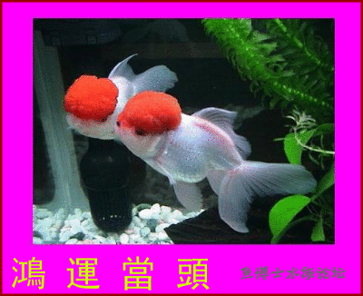 电脑金鱼动态壁纸