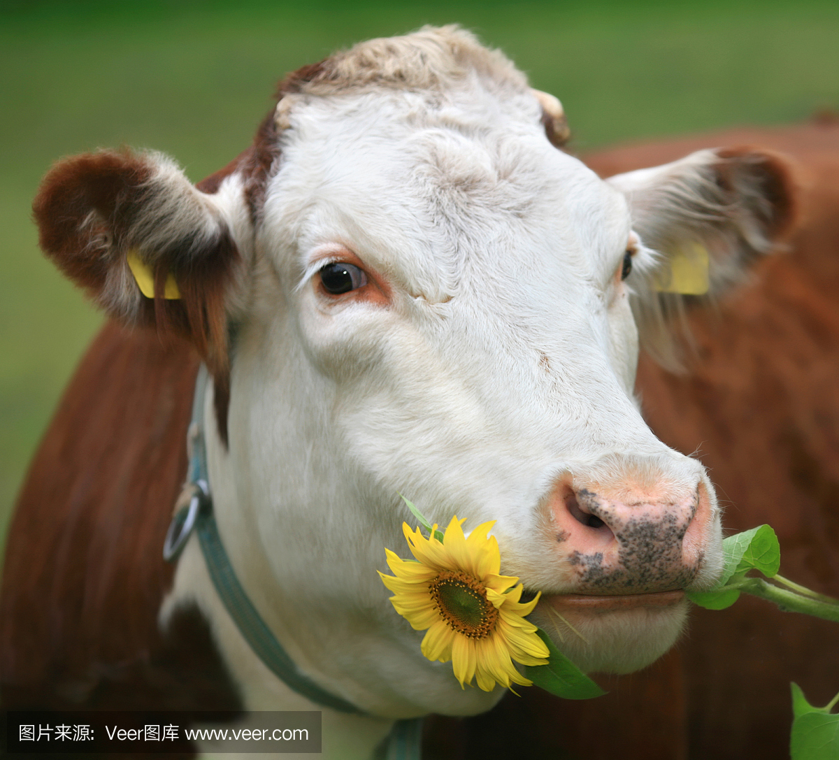 家牛,家养牛,母牛,大型母兽