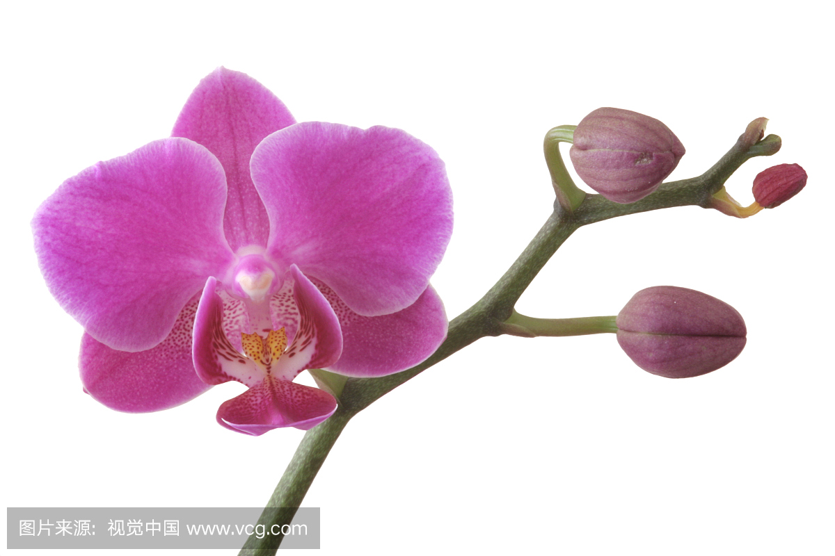 背景分离,裁剪路径,扣图,扣像