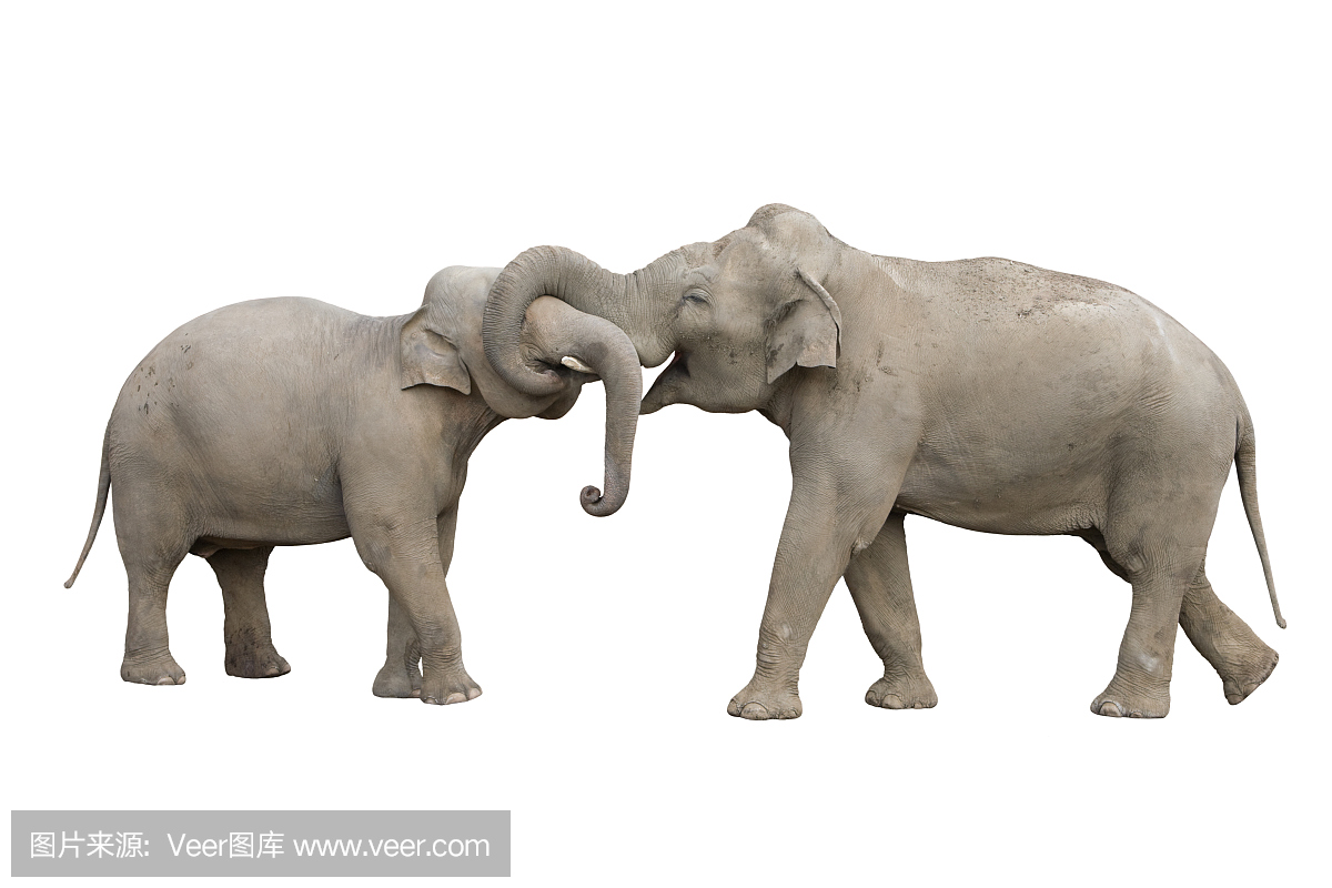 两只孤立在白色背景上的大象