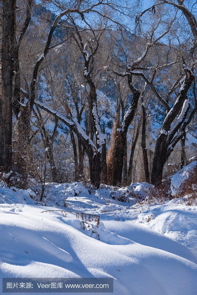 棉花树冬季景观