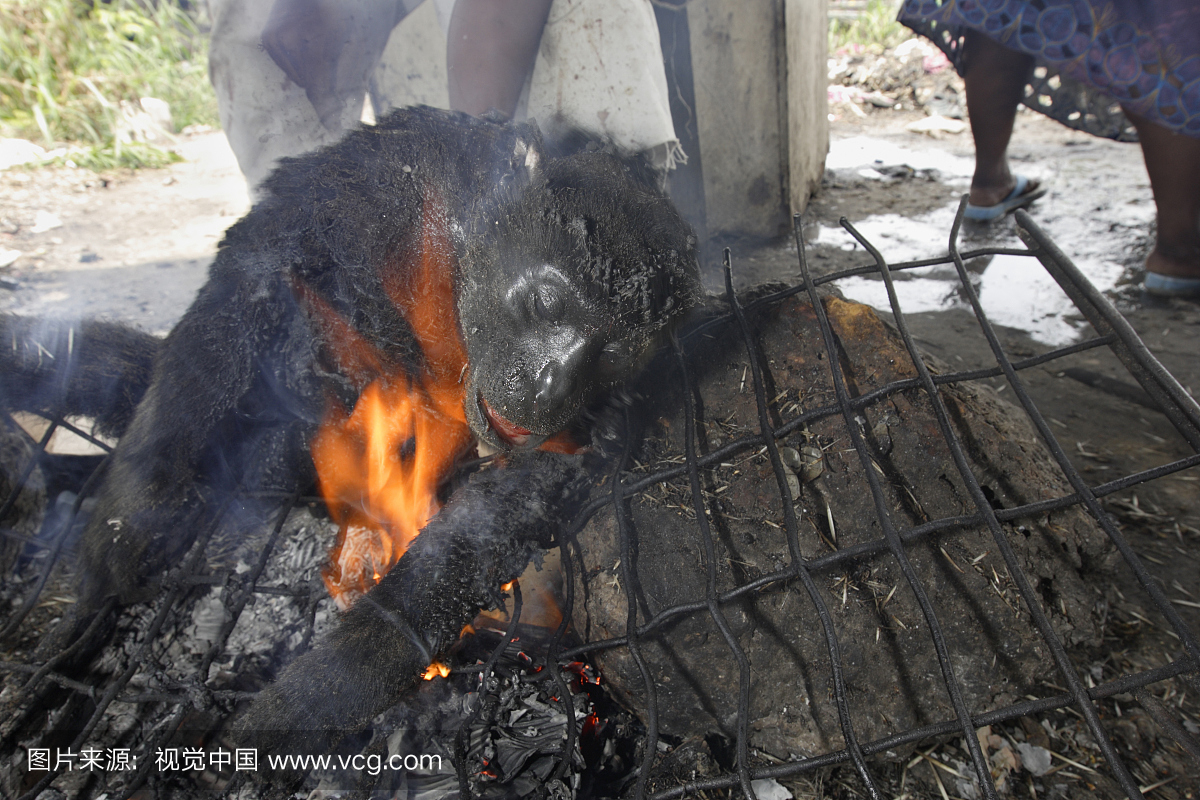 濒危加蓬黑疣猴(Colobus satanas anthracinus)