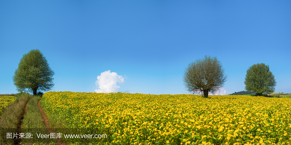 在缅甸掸邦Pindaya,黄色尼日利亚种子向日葵作