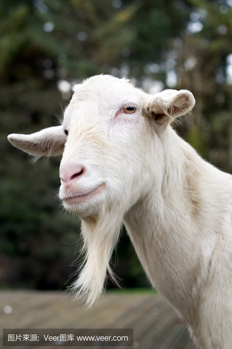 山羊胡,山羊胡子,只留于下颚的胡子,垂直画幅