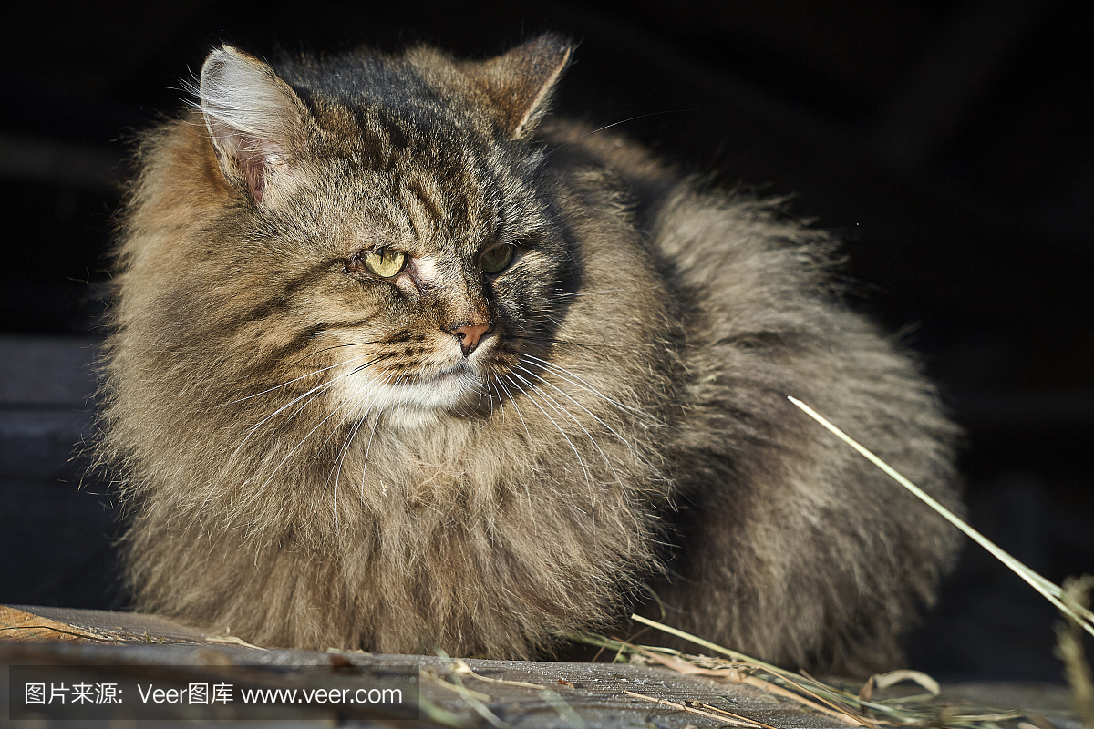 西伯利亚猫胡须关闭了在干草上的肖像