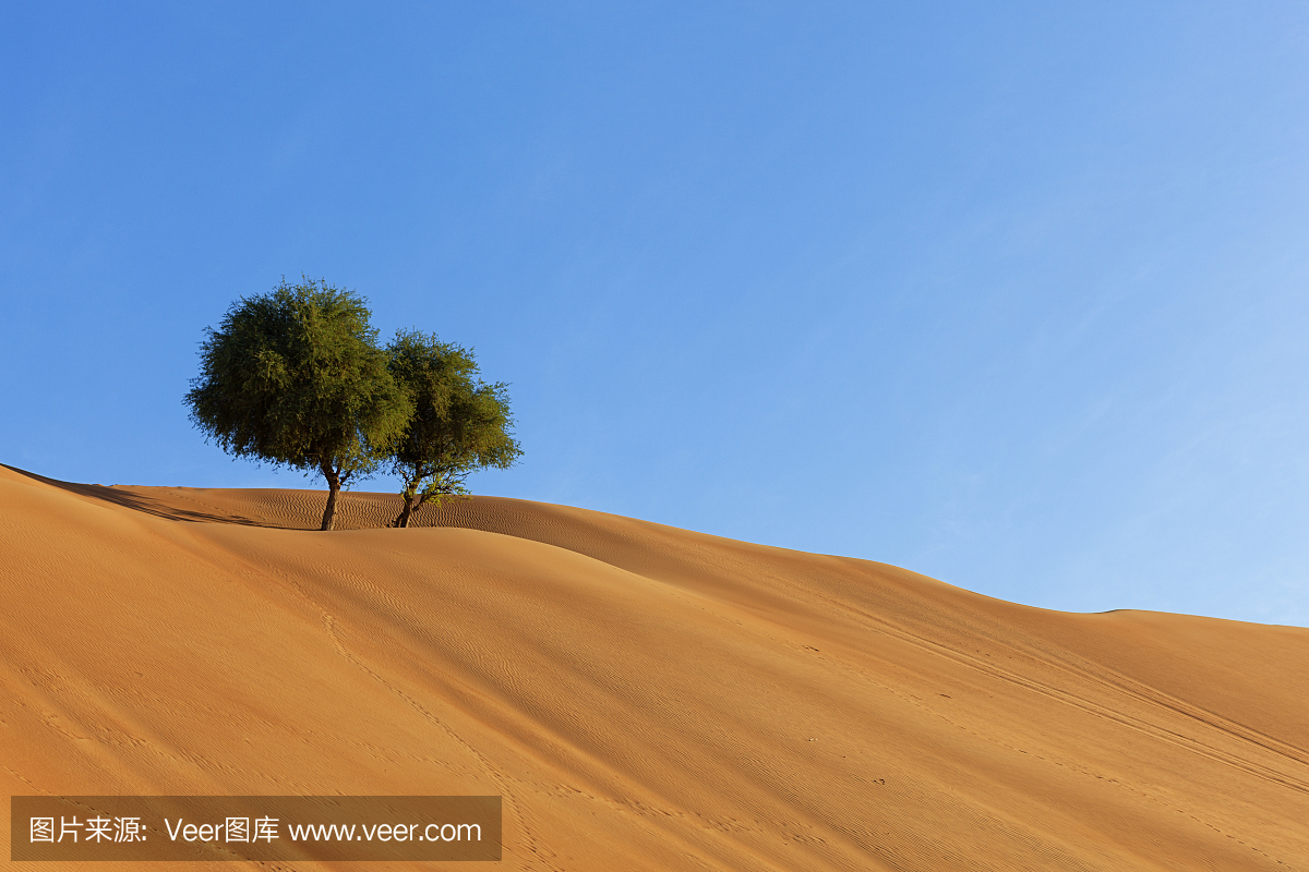 沙漠树