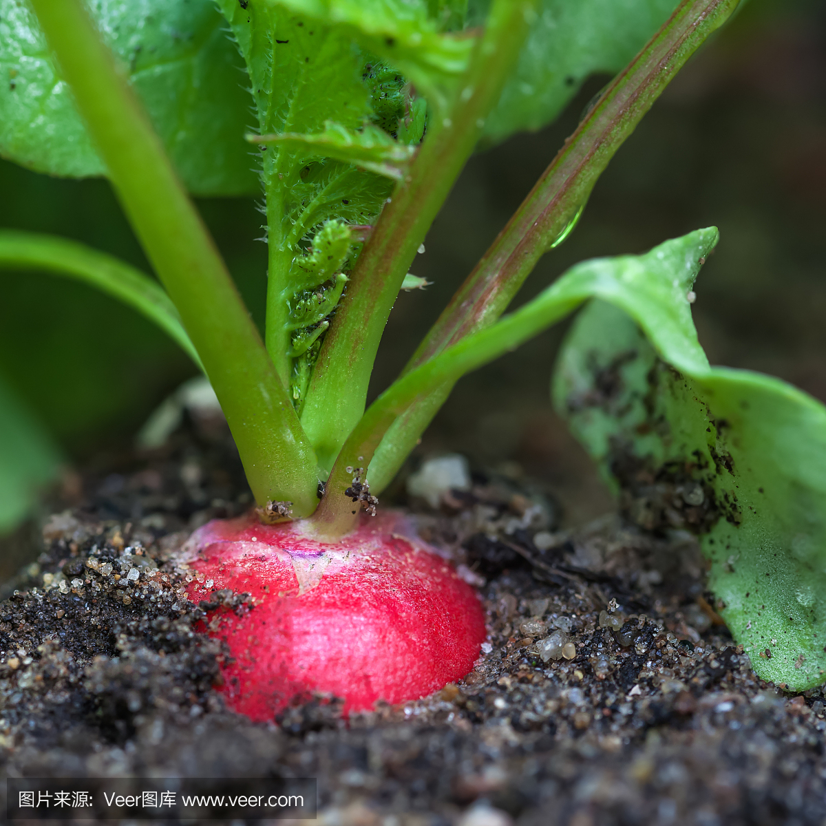 成熟的红萝卜在花园里