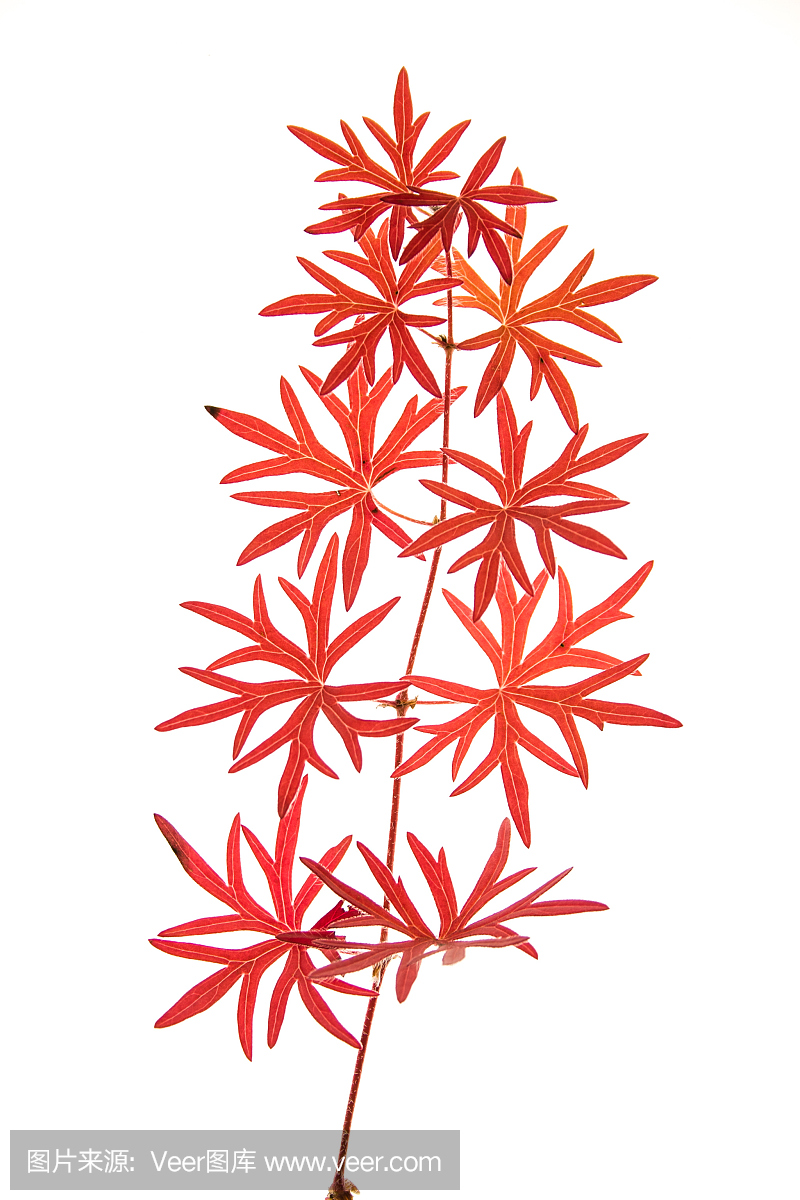 垂直画幅,红色,摄影,美国