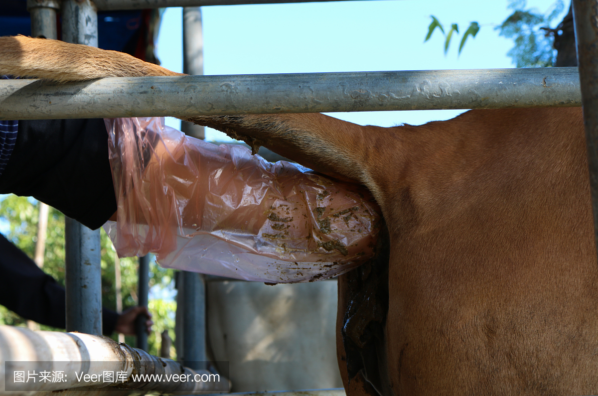摄影,水平画幅,人工授精,健康保健