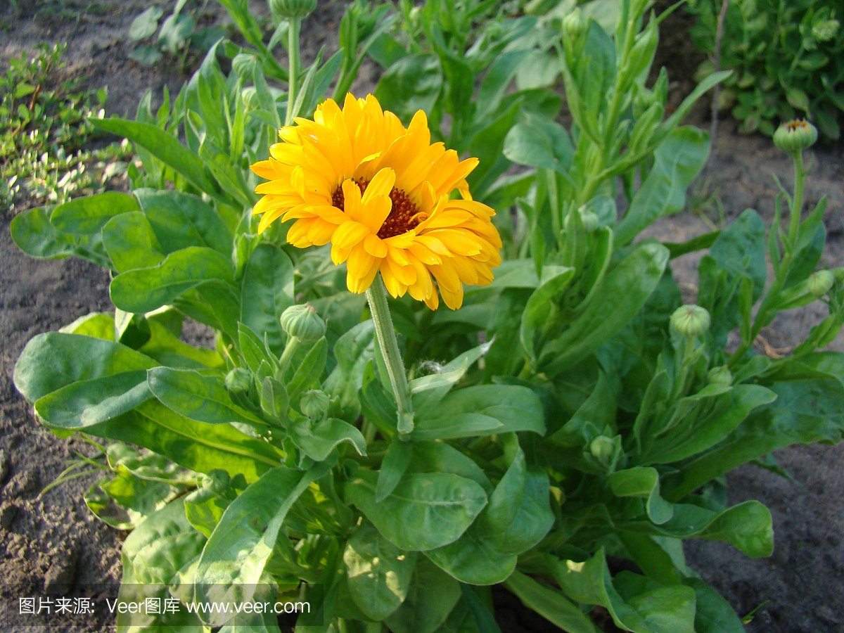 野金盏花,野万寿菊,万寿菊,金盏草