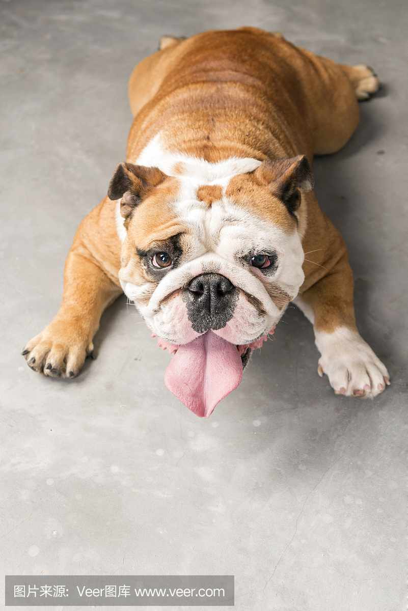 打鼾,打鼾者,打呼噜,英格兰斗牛犬