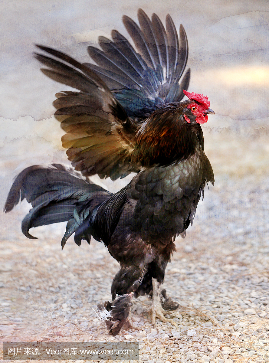 照片黑公鸡