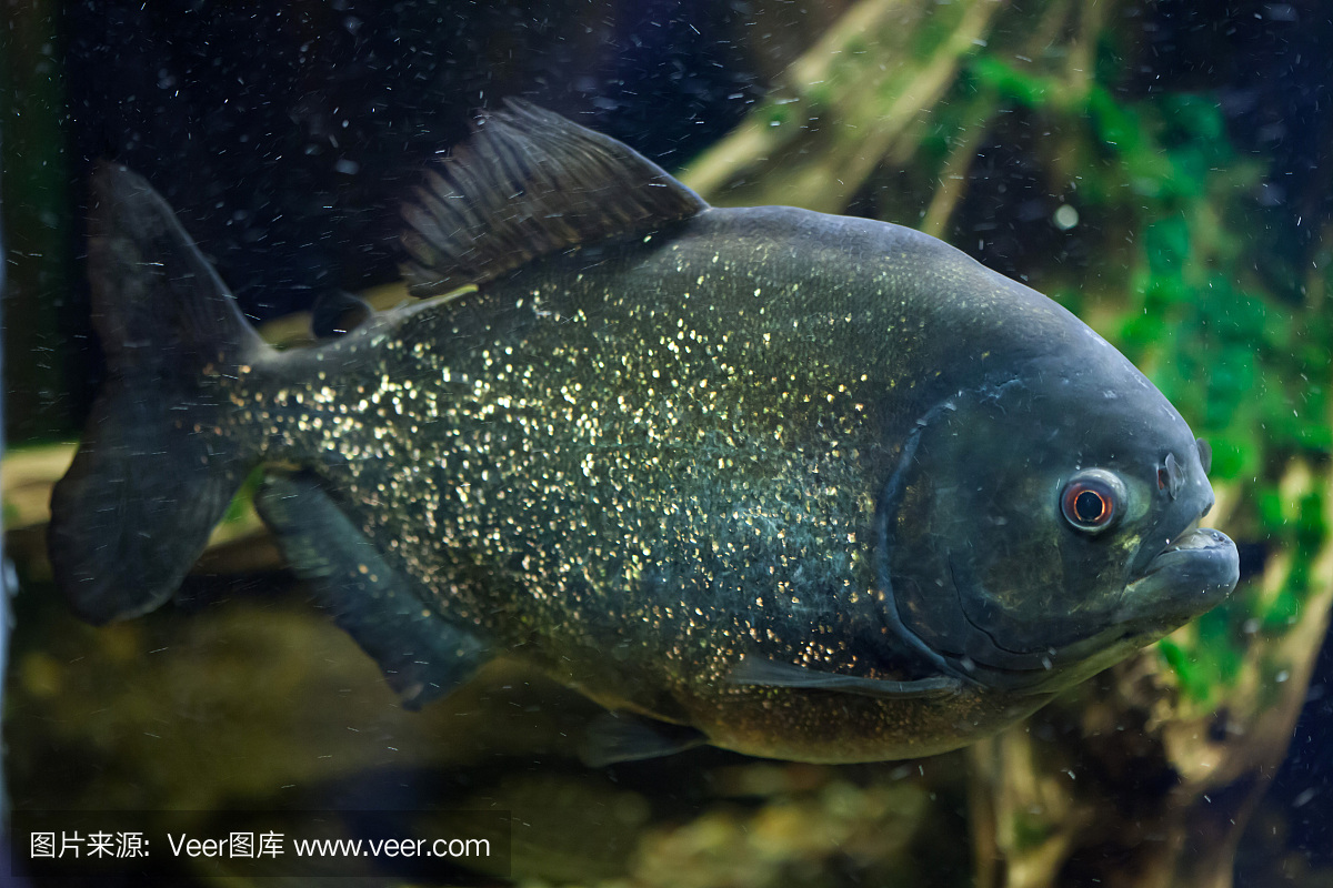 红腹水虎鱼,红腹食人鱼,红腹比拉鱼,奥里诺科河