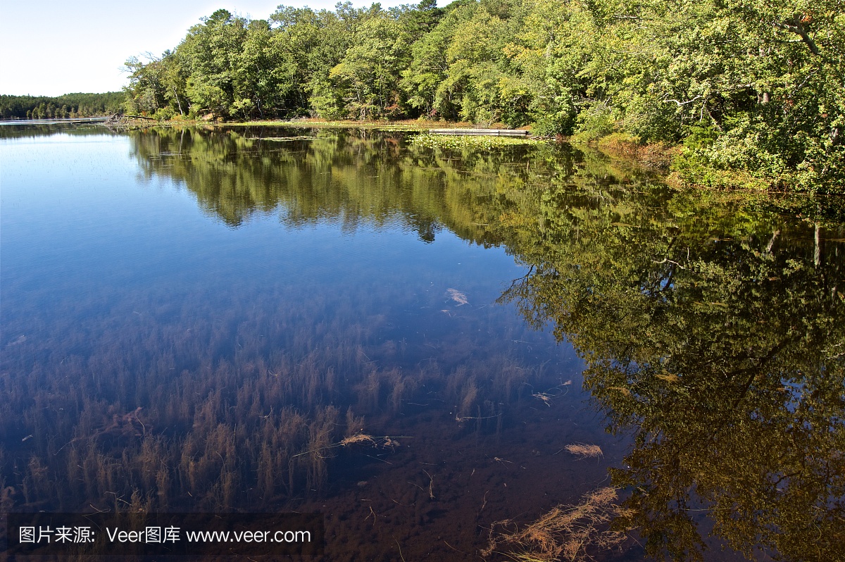 松木荒地,贫瘠松林,白瑞思松树,百瑞斯松林