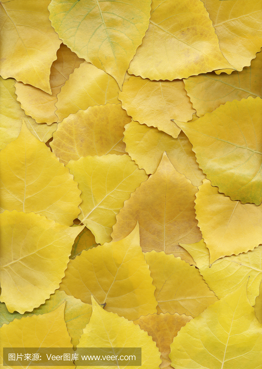 秋季棉树杨树黄色叶背景