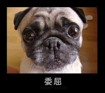 图片:狗年到猫来闹 动物表情最搞笑-温泉花园业-62kb