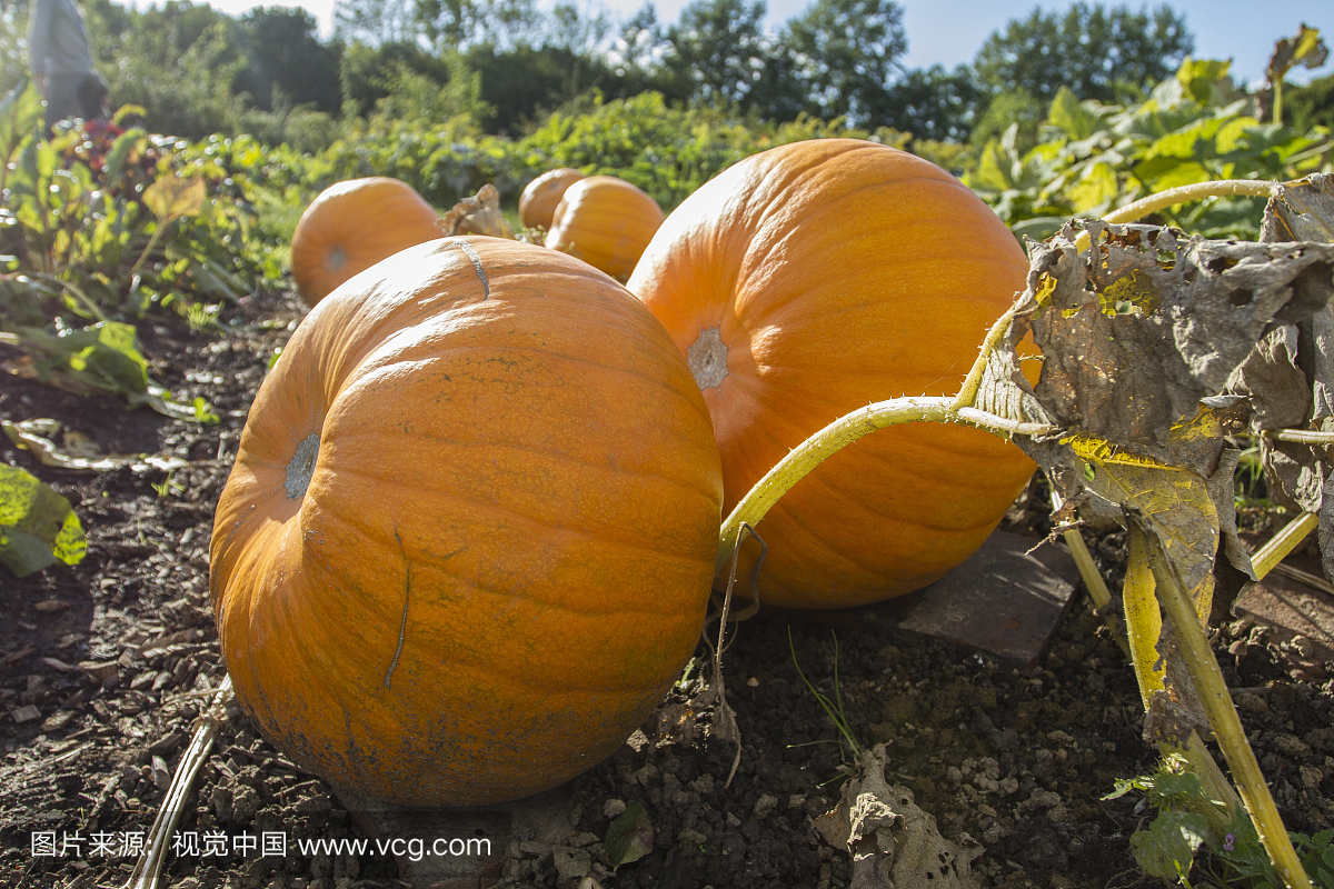 橙色,南瓜地,社区菜园,户外