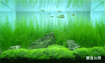 - 图片搜索-369kb 动态鱼桌面壁纸大全 - 图片搜索-295kb