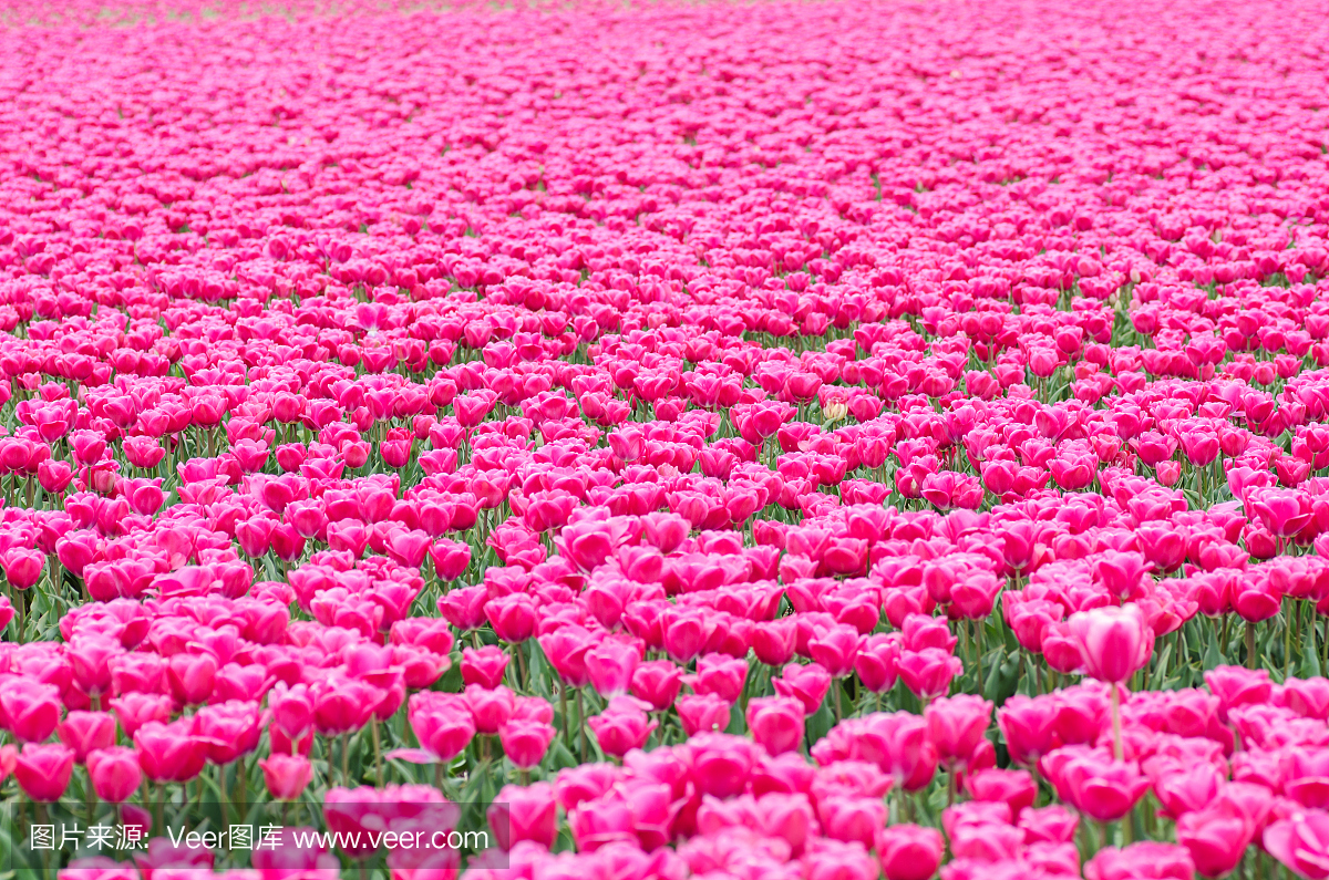 粉红色的郁金香场在荷兰附近的Noordwijk和Li
