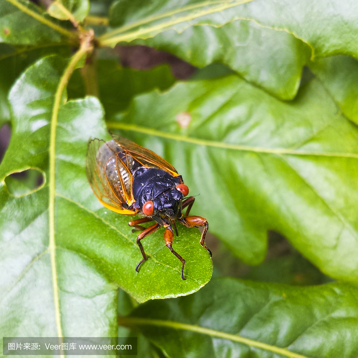 十七年蝉,最长寿的昆虫,蝉,知了