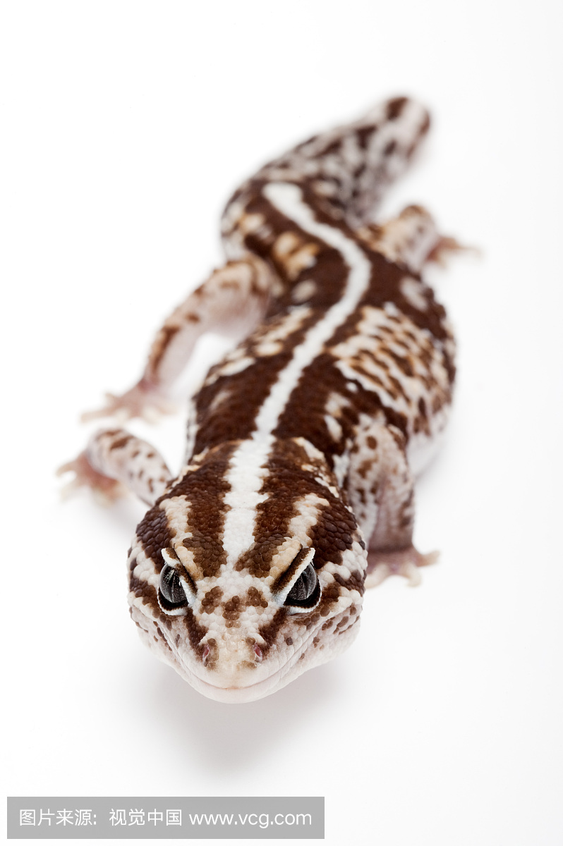 壁虎,守宫,肥尾守宫,幽灵,