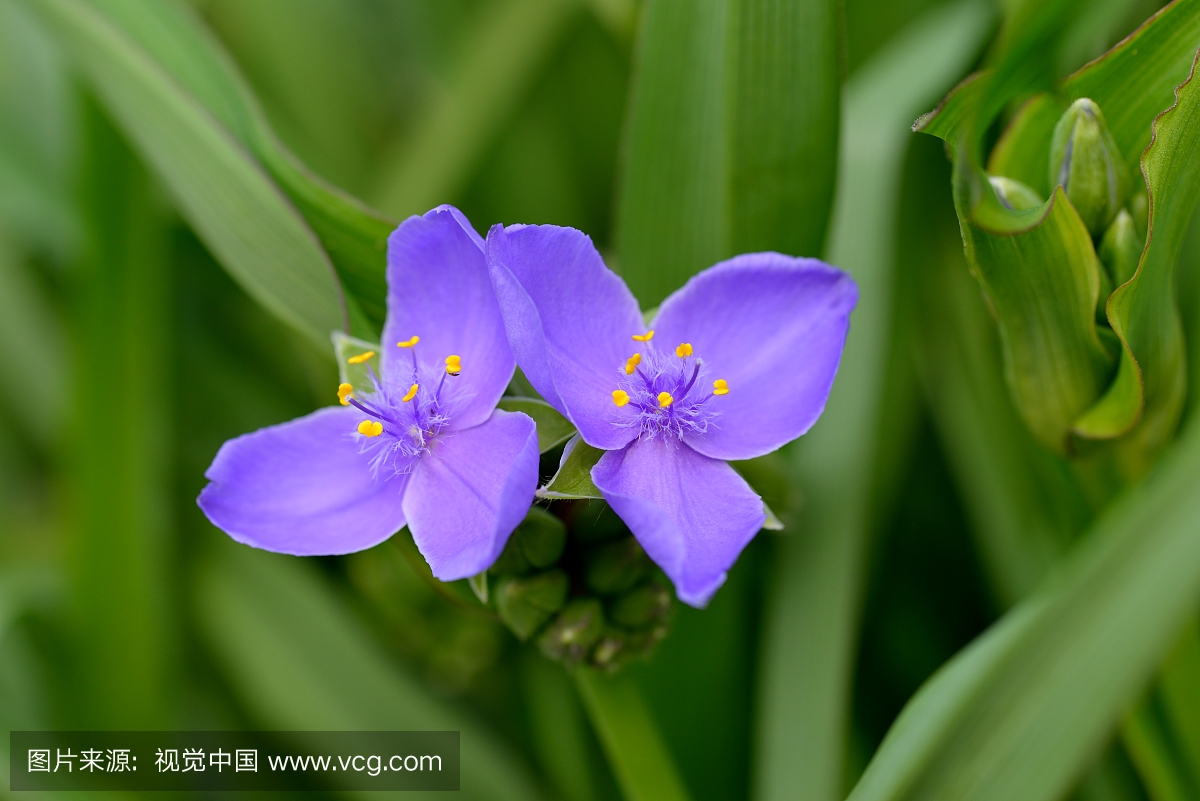 Purple day flower