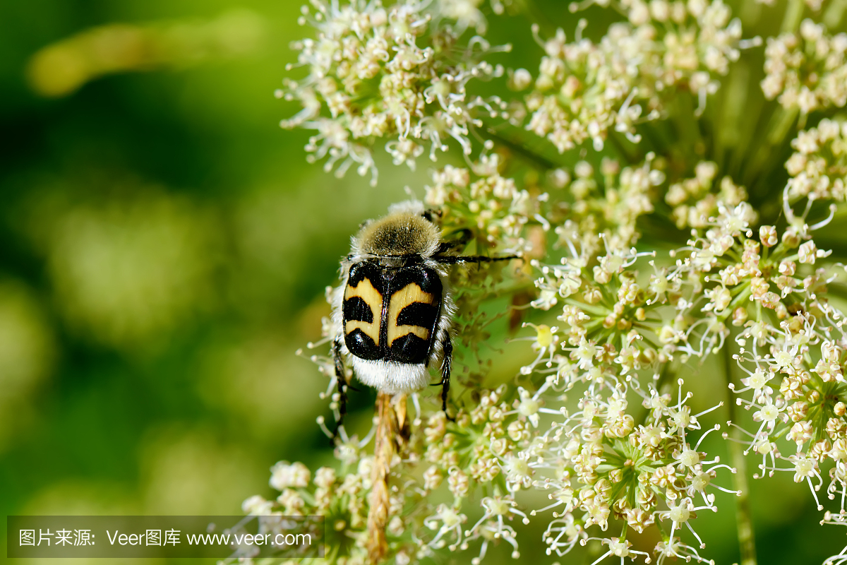 Bug Cetoniinae. Field flower.