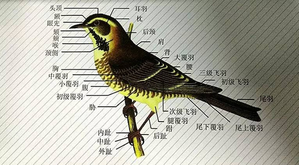 鸟的结构是什么?