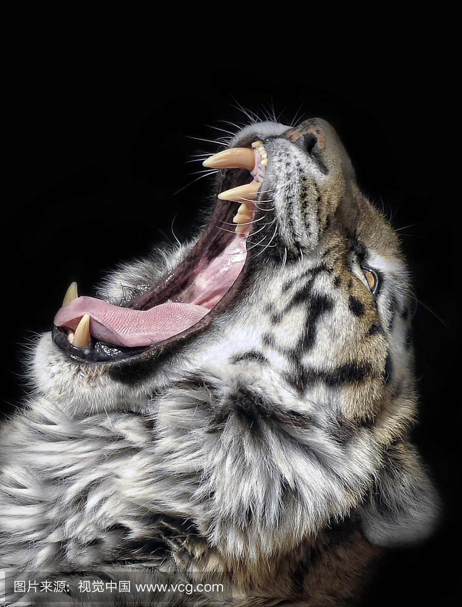 虎,老虎,咆哮,吼声