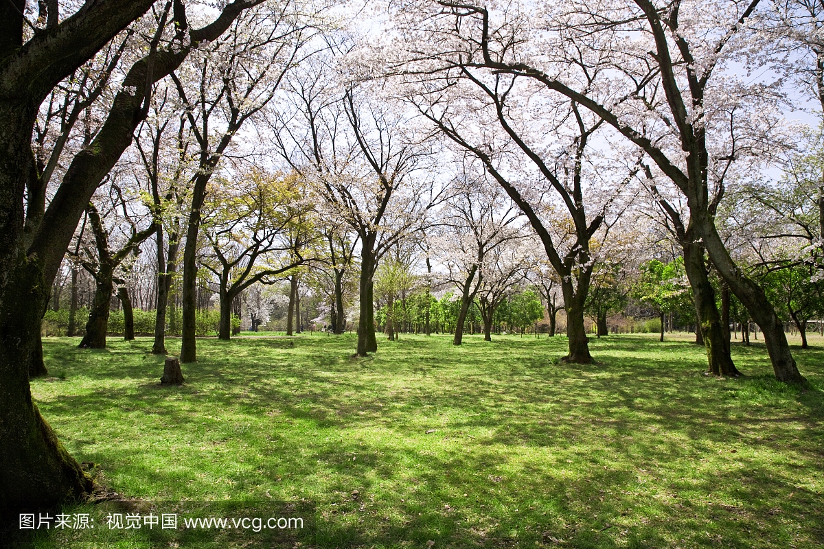 日本东京都多摩市的樱桃树田