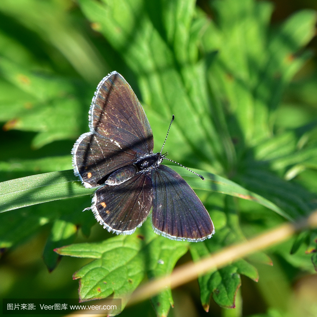 伊卡洛斯,穿蜡制羽毛翅膀的人,代达罗斯之子,自