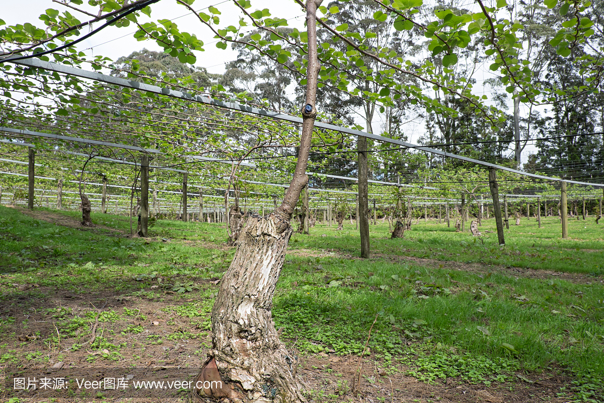猕猴桃果新鲜猕猴桃,新西兰Kerikeri,