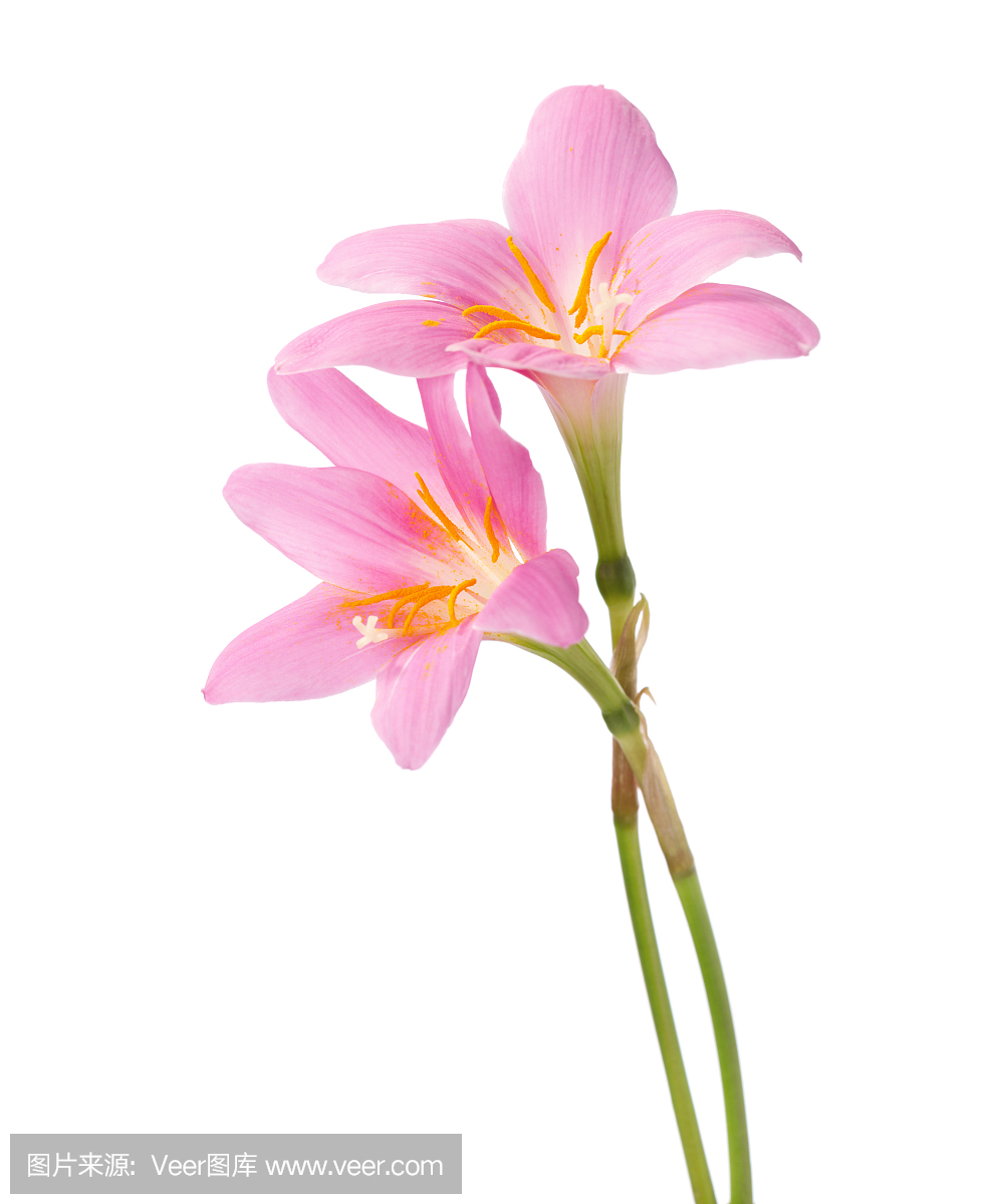 西风之神,风神,真菌性口炎,酵母感染