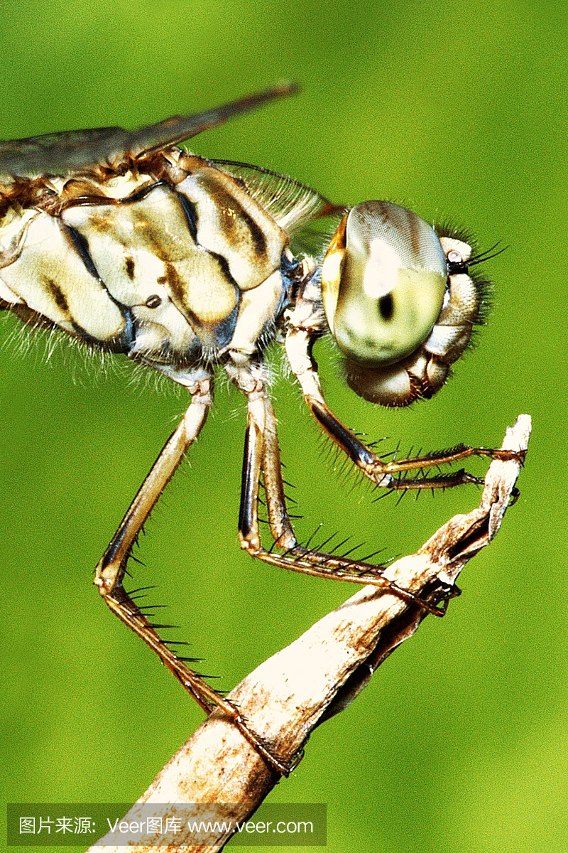 复眼,昆虫的复眼,英文字母B,B字母