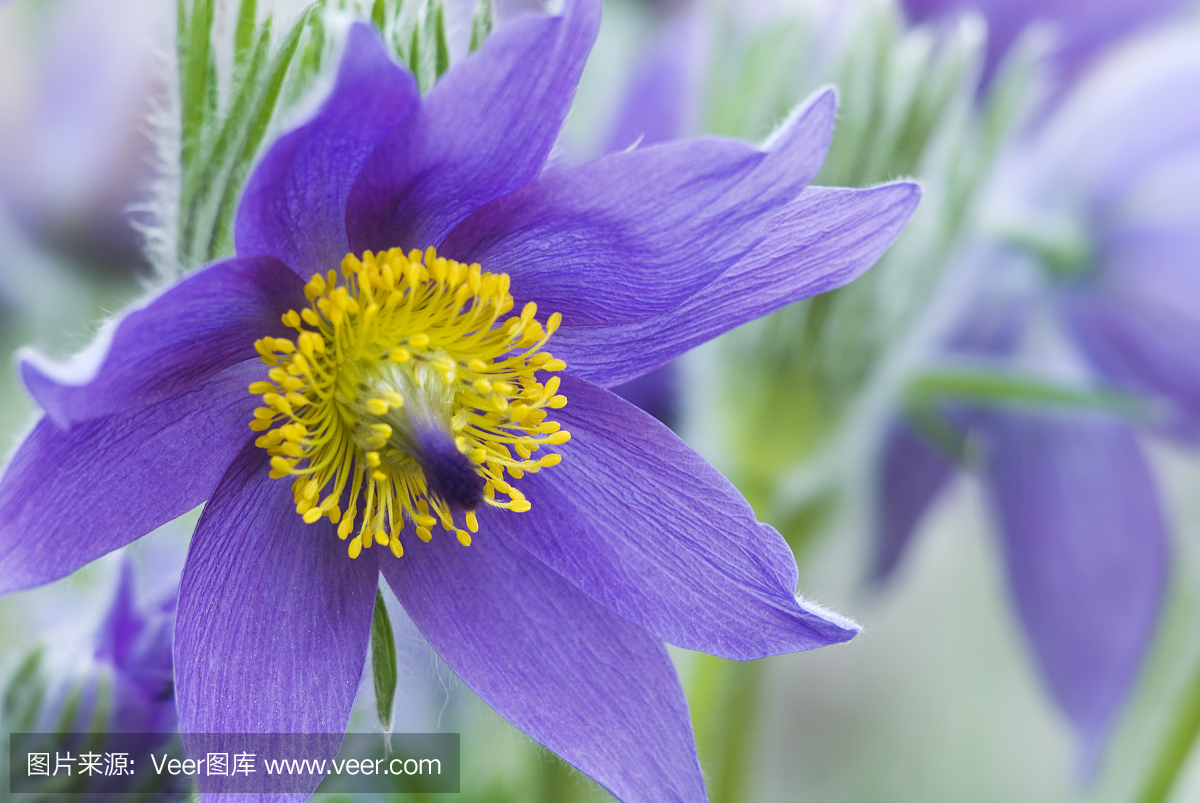 东帕斯克花(白头翁) - 二