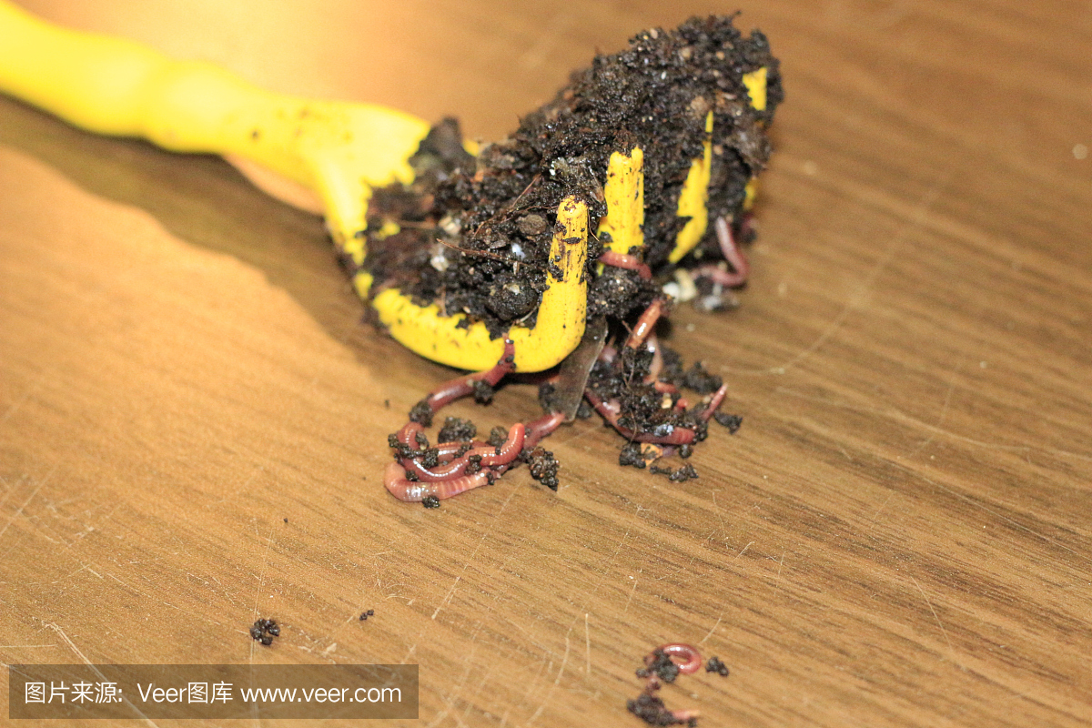 黄SC加工食品废弃物中毒化学成分的研究。这