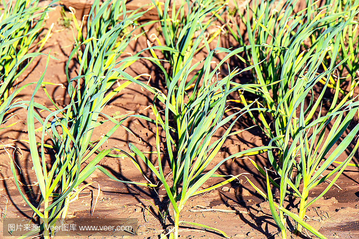 大蒜正在增长。年轻的大蒜植物在田间,农业背
