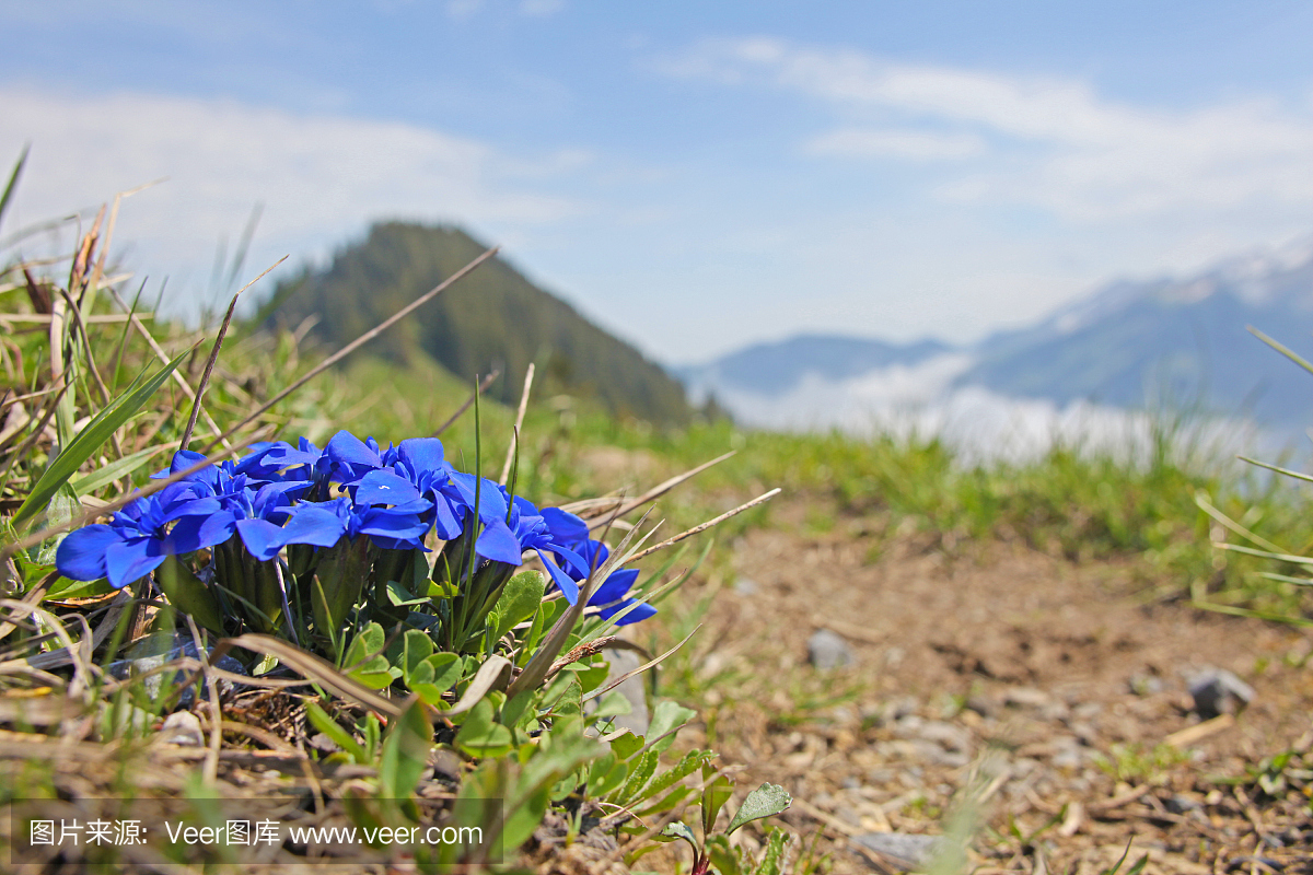 瑞士阿尔卑斯山美丽的风景,瑞士无锡