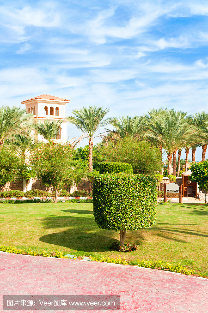 在埃及正式庭院的树木树。夏季户外。